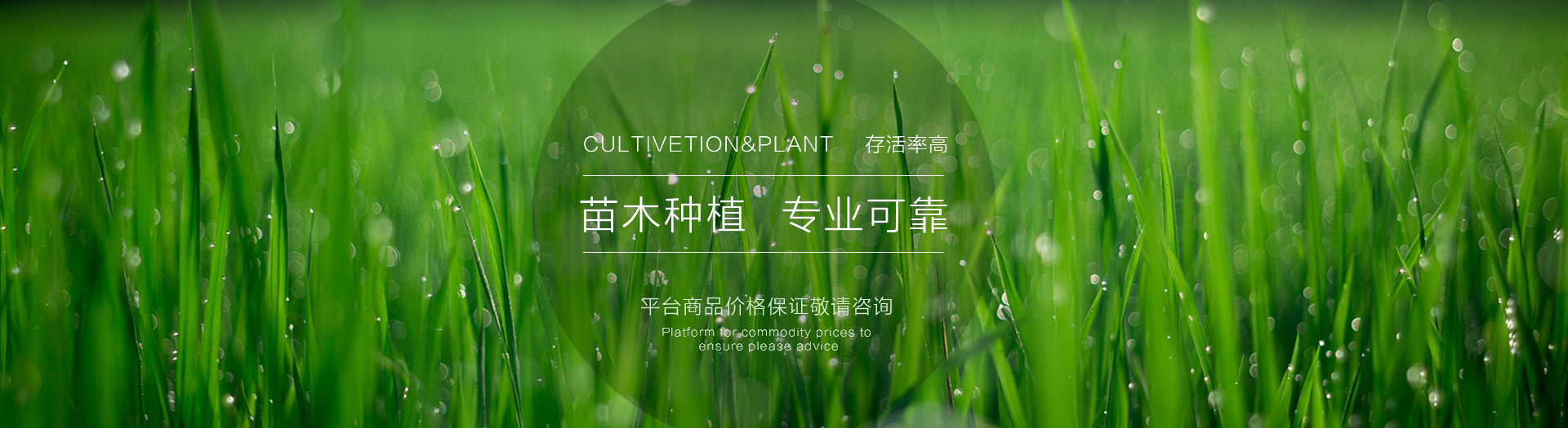 德扑之星 中国